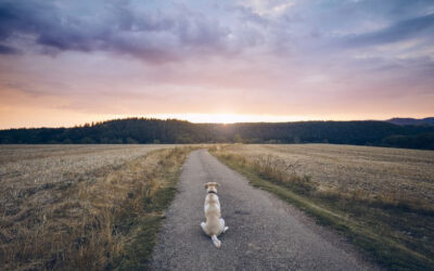 3 Things to Do While Waiting  for a Dream to Come True